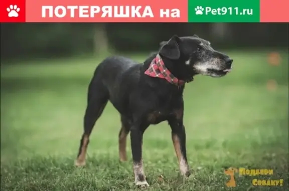 Пропала собака Фекла на улице Вавилова, Москва