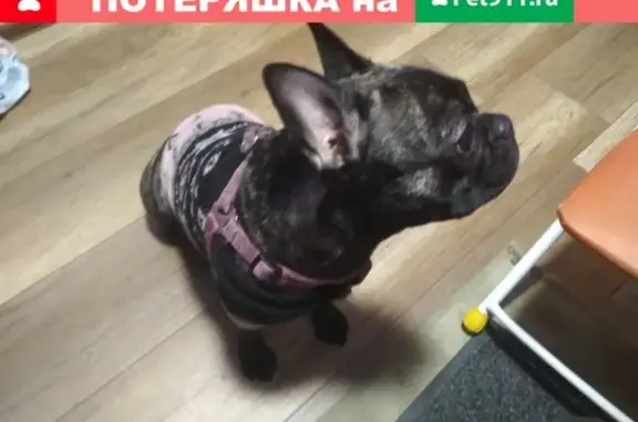 Собака найдена на Лабораторном в СПб МРЭО ГИБДД