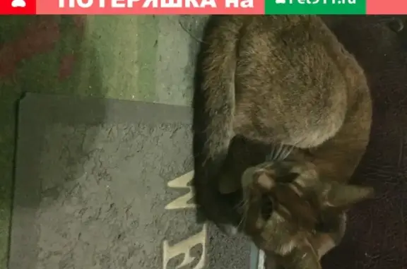 Найдена рыжая кошка на Ленинградской, Подольск