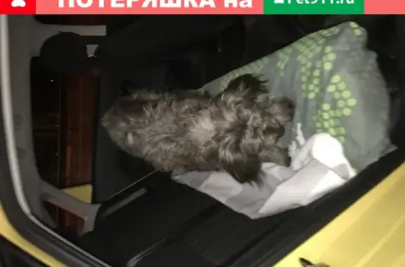 Собака Барбос найдена на Горьковском шоссе в Балашихе