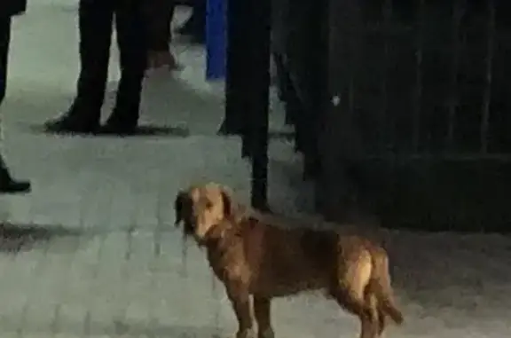 Собака с ошейником возле станции Водники, Долгопрудный