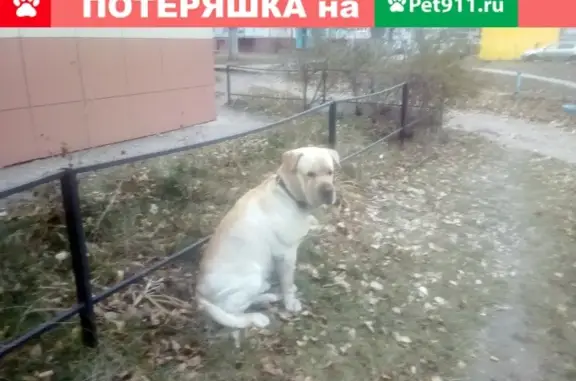 Собака на Водопьянова 29 с затёртыми локтями