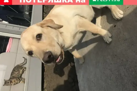 Собака с красным ошейником в поселке Индустриальный, Краснодар.