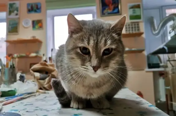 Найдена кошка на Медицинской, дымчато-серая, домашняя.
