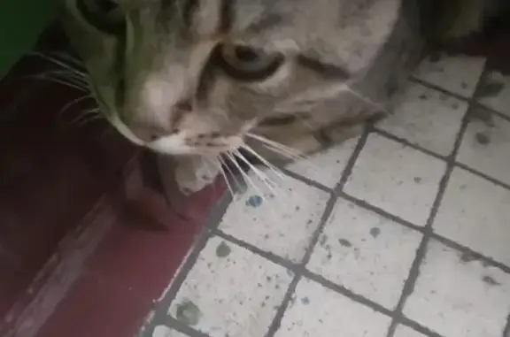 Кошка с ошейником найдена в Пушкино, МО