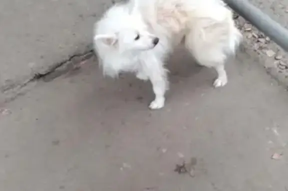 Найдена белая собака на ул. Калинина, 4