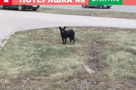 Найдена собака на ул. Водопьянова, д. 2