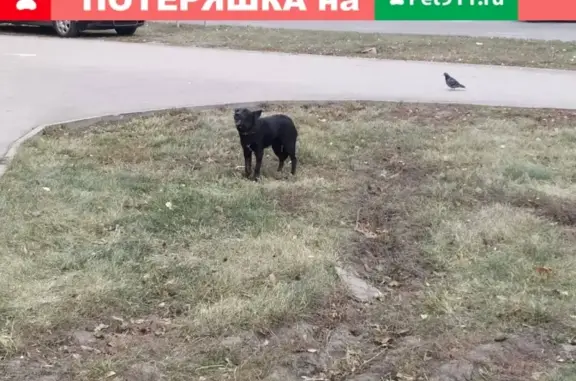 Найдена собака на ул. Стаханова, 2.