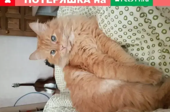 Кошки потеряшки, Саранск, фото: Потеряшка кот на ул. Веселовского, 25!