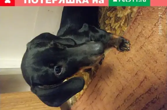 Найден щенок в Москве, ищут хозяев