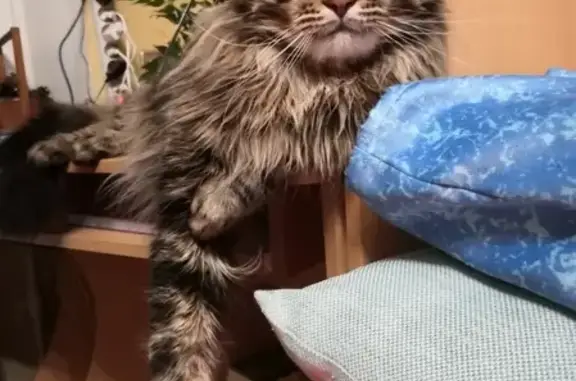 Кошки потеряшки, Нижний Новгород, фото: Потеряшка кошка в Верхних Печерах, Нижний Новгород