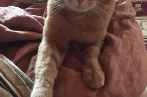 Кошки потеряшки, Москва, фото: Потеряшка кот Рыжик в СНТ ЗВИ-Руза, Московская область (дом 33)