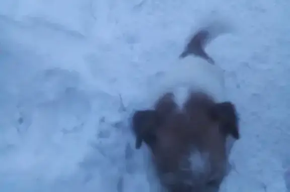Найдена собака на ул. Переулок угловой д10, Барнаул
