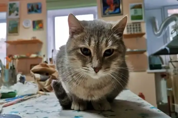 Найдена дымчато-серая кошка на перекрестке Нартова и Медицинской