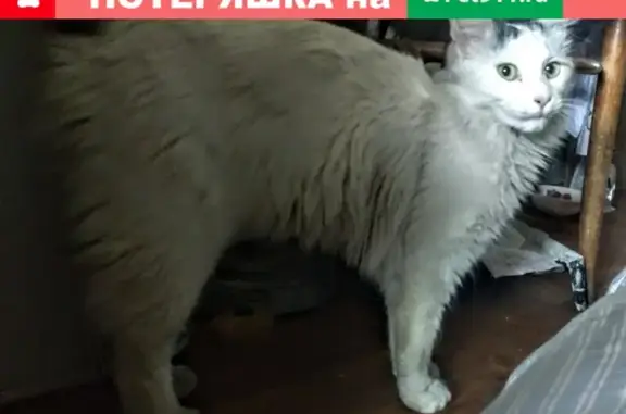 Найдена кошка в Краснодаре