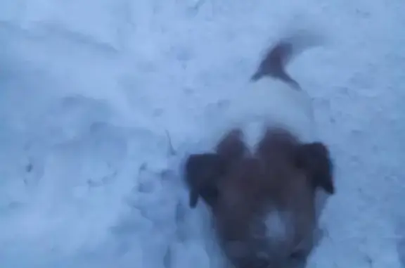Найдена собака с ошейником в Барнауле
