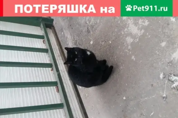 Кошка потерялась в Москве, цвет - чёрный с белым пятном.
