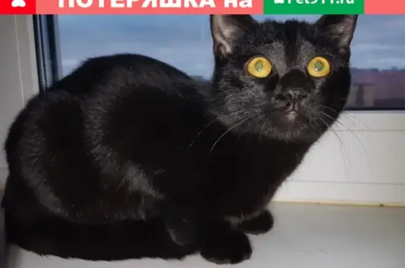 Найдена домашняя черная кошка в Москве