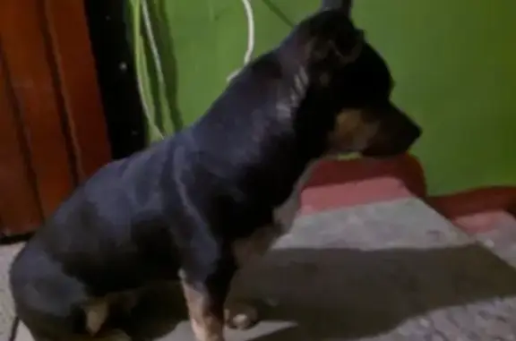 Найдена собака Хвостик на Киевской улице в Брянске