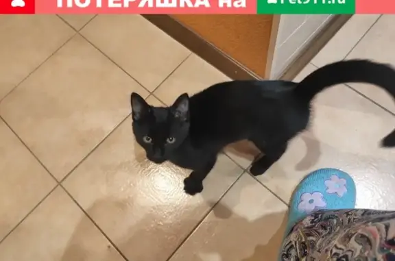 Найден домашний котенок на ул. Смольной, 23 корп. 2 (Москва)