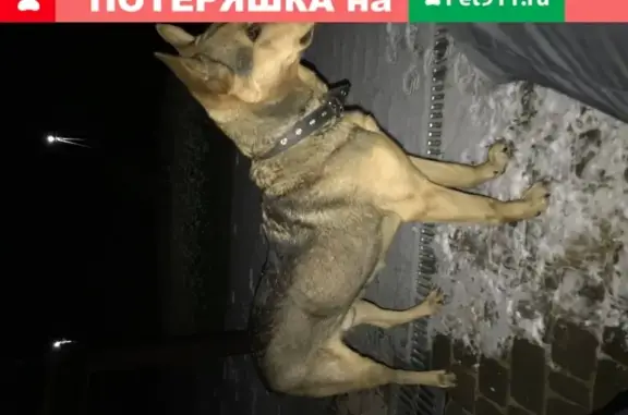 Собаки потеряшки, Калуга, фото: Потеряшка собака Тим в деревне Плетеневка