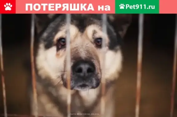 Пропала собака в Ногинске: темно-коричневый кобель с шрамом на правом веке.