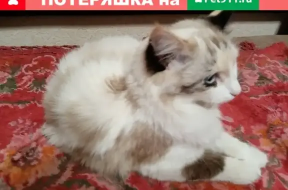 Найдена кошка на Менделеева в Уфе