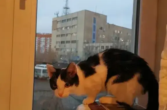 Пропала кошка на пр-те Победы, 13Г (Россия, Оренбург)