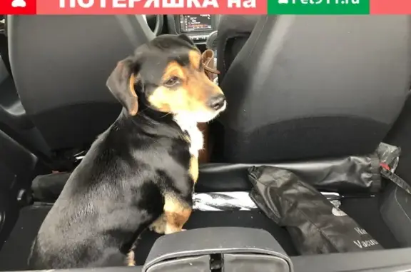 Найден пёс в Ознобишино, без ошейника