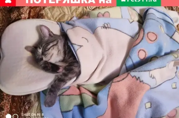 Кошки потеряшки, Санкт-Петербург, фото: Потеряшка кошка Дыма, ул. Маршала Захарова, 15, СПб