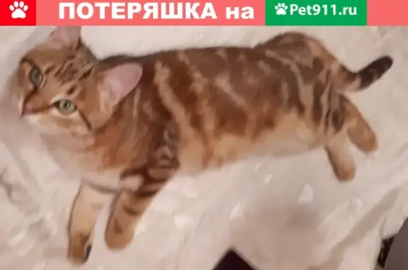 Пропала кошка Кот в Комарово, Санкт-Петербург