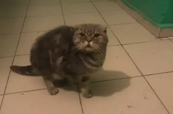 Найдена кошка в Ростове на ул. 16-я Линия