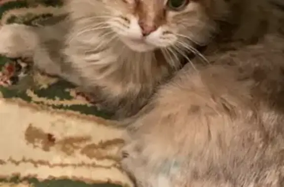 Найдена кошка в Десне, рыжеватая и беременная