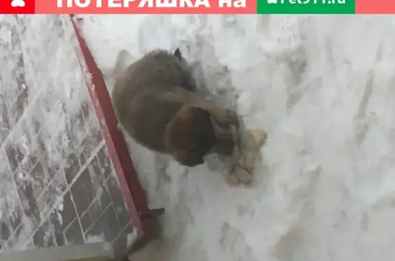 Найден щенок с ошейником в Пыть-Ях, Россия