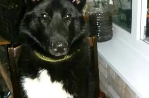 Пропала собака Дым на ул. Степанченко в Мирном, вознаграждение гарантируем!