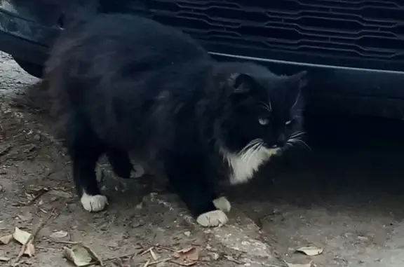Найдена кошка на улице Ташкентской, 149