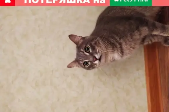 Найдена кошка на Одоевского, ищем старых хозяев!