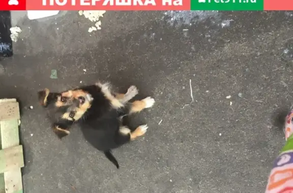Найден щенок возле магазина в Ситовке