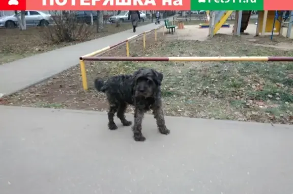 Собака потерялась на Лескова/Смирнова, Нижний Новгород