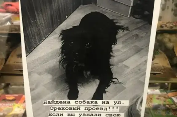 Найдена собака на Ореховом проезде, тел. на фото