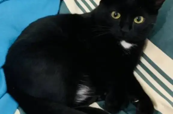 Кошки потеряшки, , фото: Потеряшка кошка в Троицке, Пучково, вознаграждение 5000 рублей