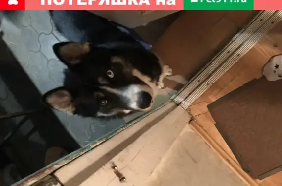 Пропала собака в центре Краснодара