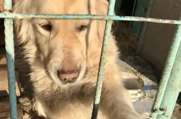 Пропала собака в районе Тепличного, Воронеж