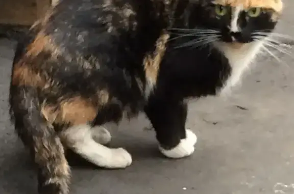 Найдена 3-х цветная кошка на Ярославском шоссе
