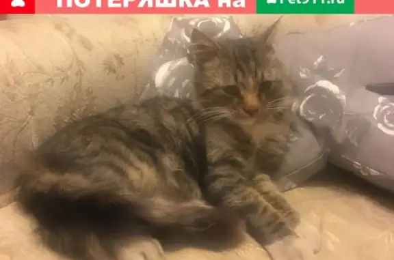 Трехцветный кот у метро Бульвар Рокоссовского