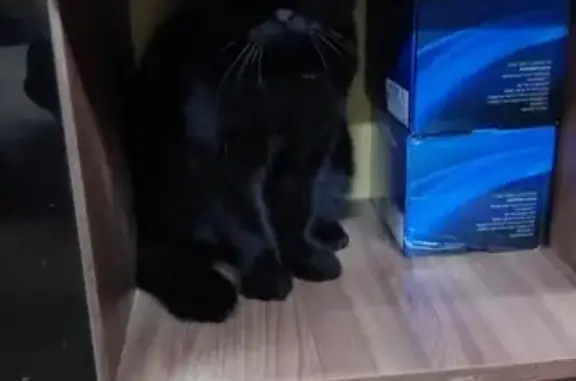 Ласковый Черный кот в офисе: Сигнальный проезд, 18