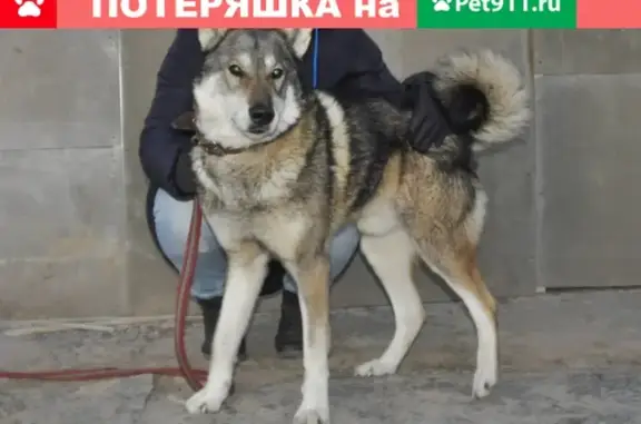 Пропала собака в ошейнике в Мута-Кюля, Ленобласть