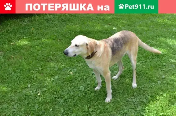 Пропала собака Роса, Русская гончая, вознаграждение, номер 8903312790