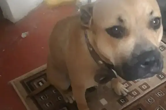 Найдена дрессированная собака в Краснодаре.
