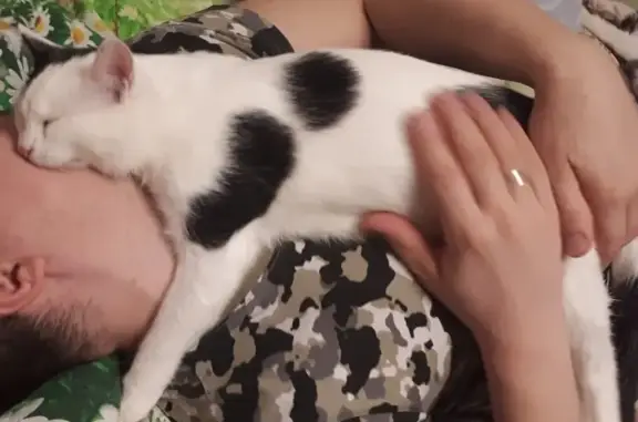 Кошки потеряшки, Санкт-Петербург, фото: Потеряшка кошка с эпилепсией на улице Козлова, СПб